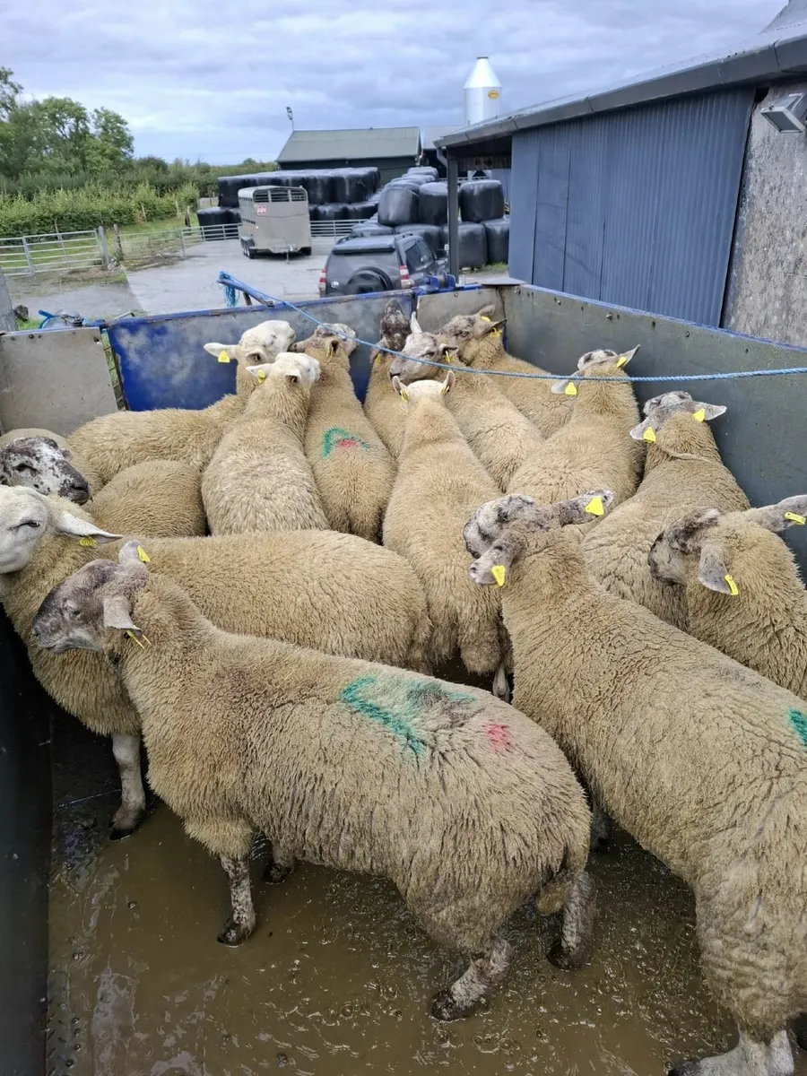 Strong Suffolk x Cheviot hoggets - Image 3