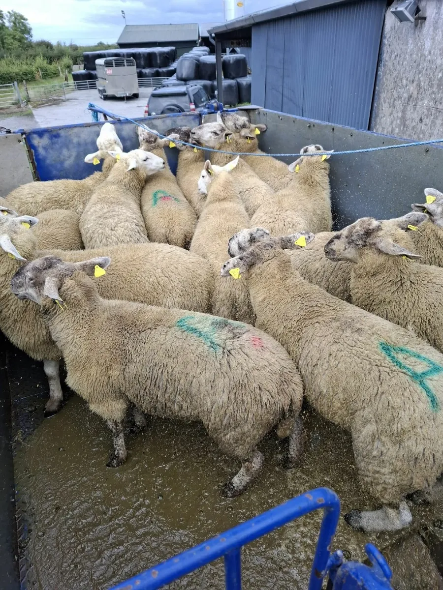 Strong Suffolk x Cheviot hoggets - Image 4