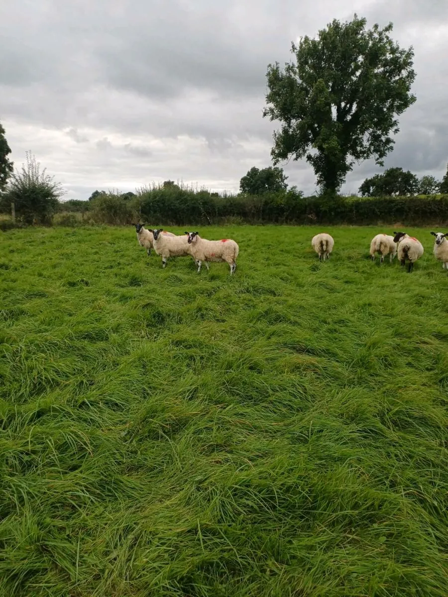 Mayo mules - Image 3