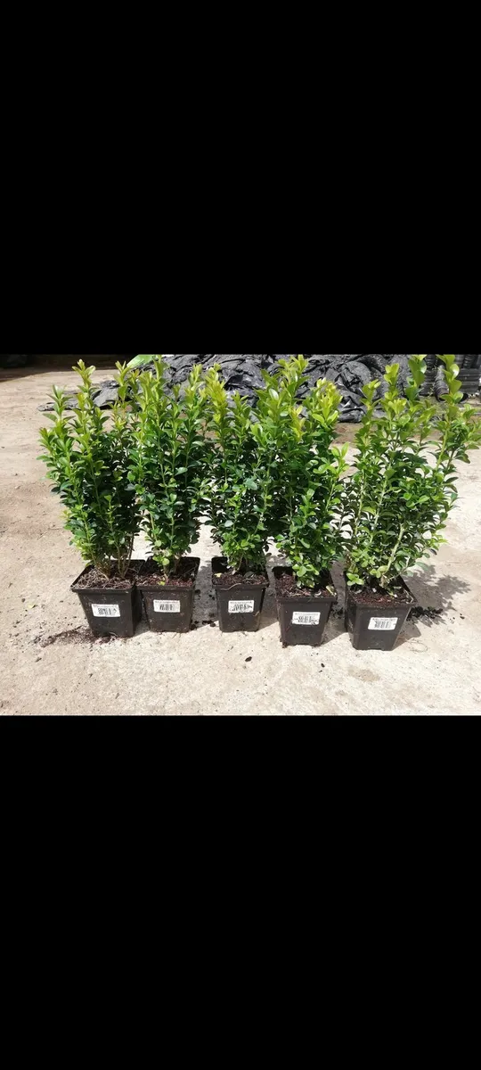 Box Hedging - Image 1