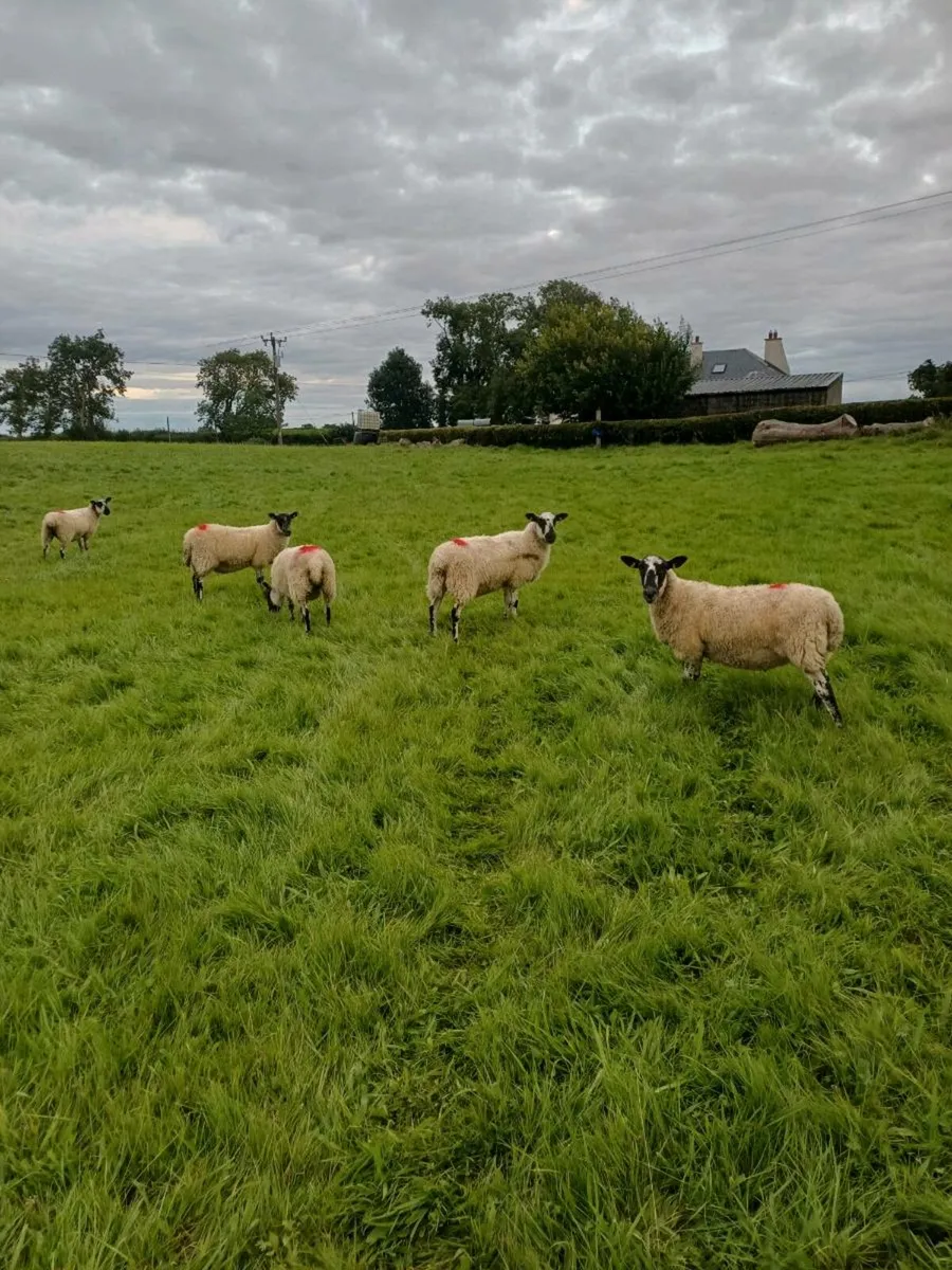 Mayo mules - Image 1