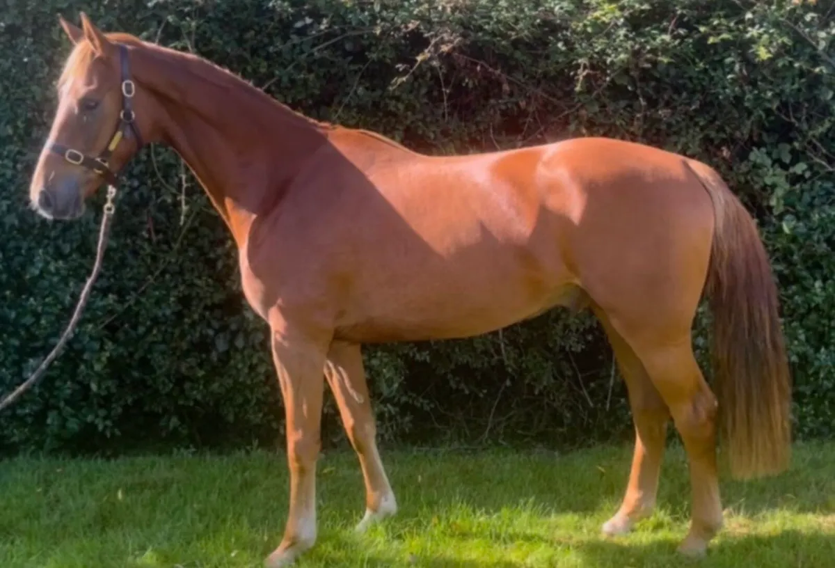 4yo ISH Gelding - Image 1