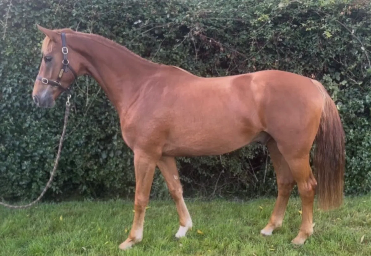 4yo ISH Gelding - Image 2