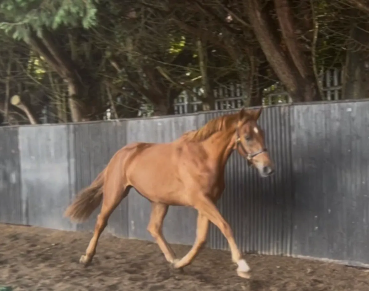 4yo ISH Gelding - Image 3