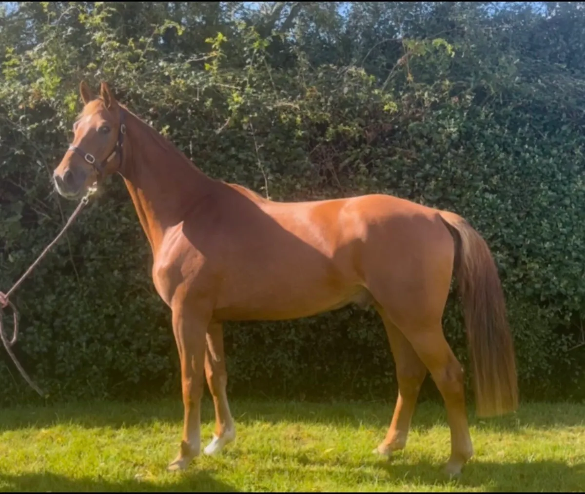 4yo ISH Gelding - Image 4