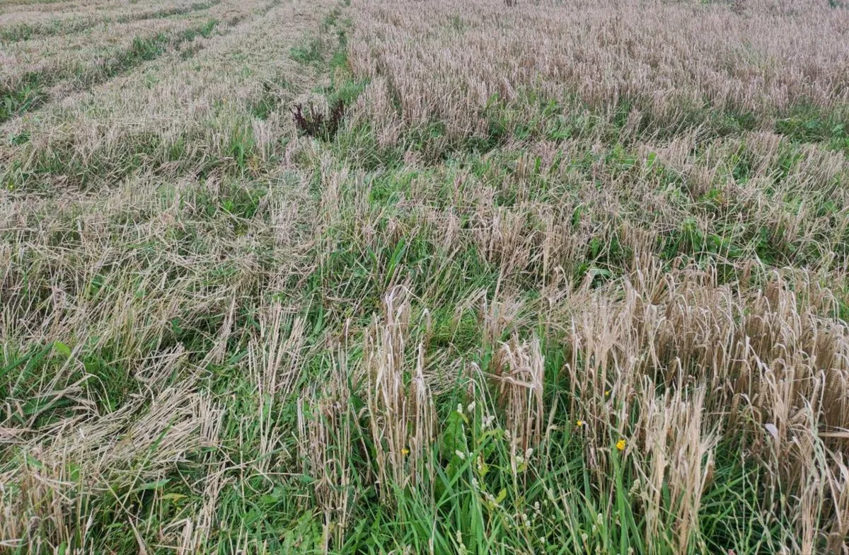 Barley meadow straw mix bales for sale