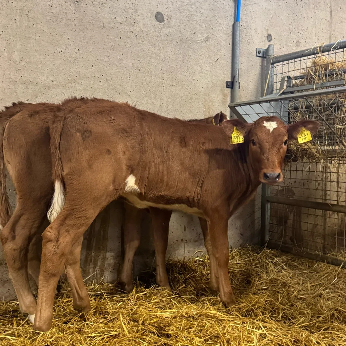 Limousin & Belgian Blues - Image 2