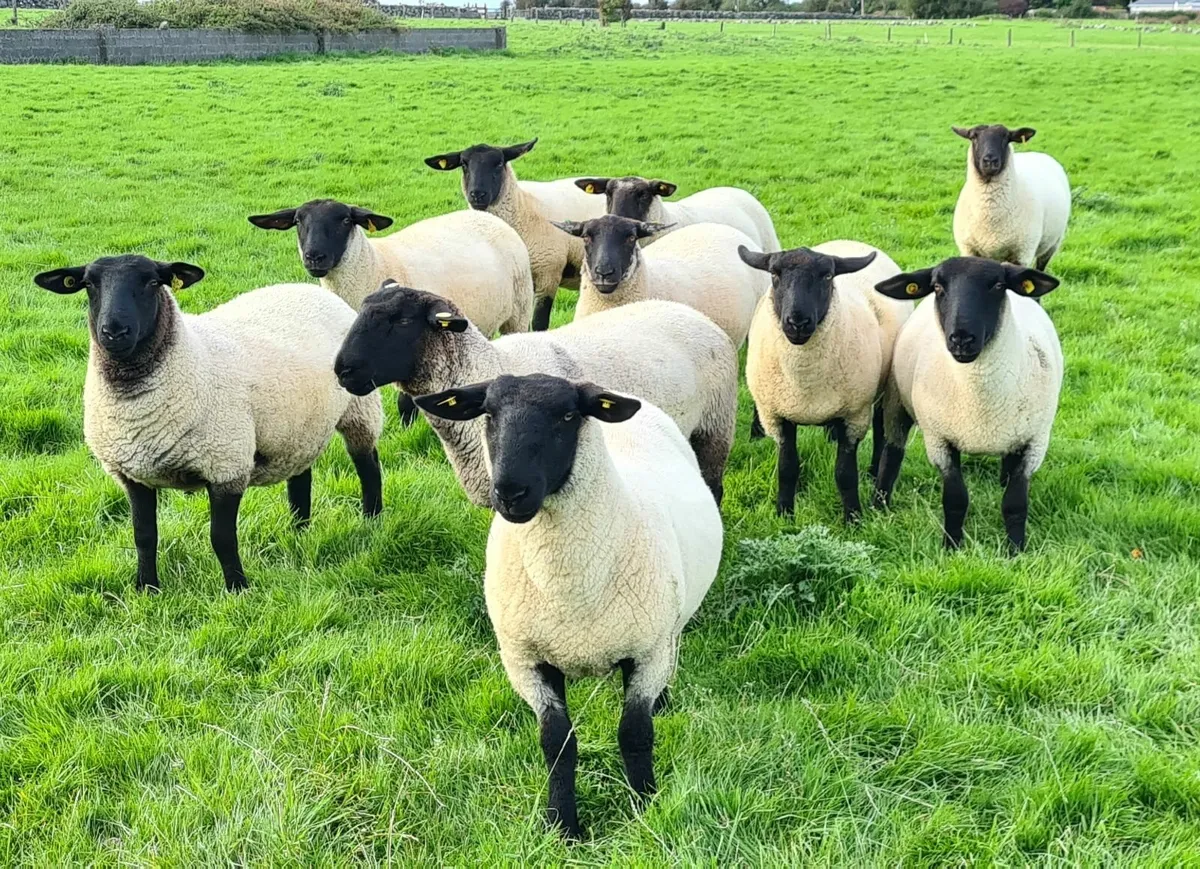 SHEEP HOGGETS - Image 1