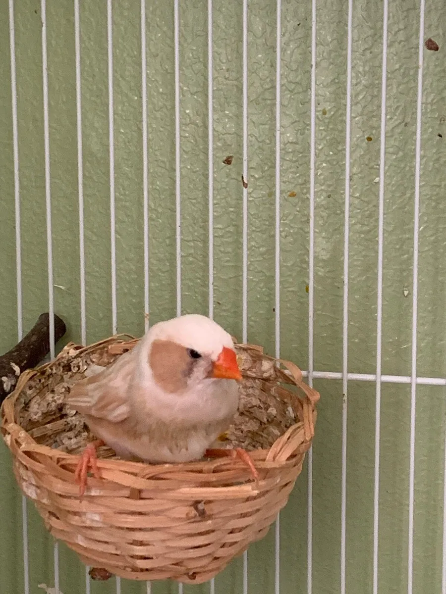 Female Zebra Finch