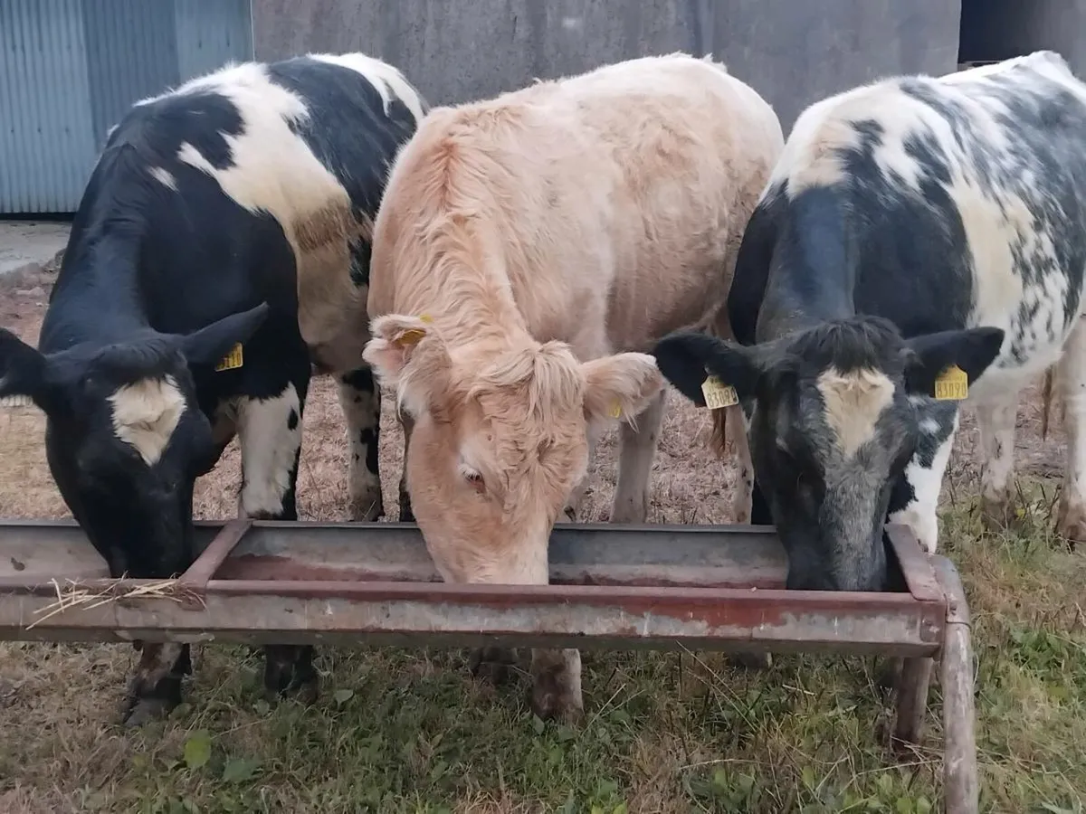 3 Super Breeding Heifers - Image 1