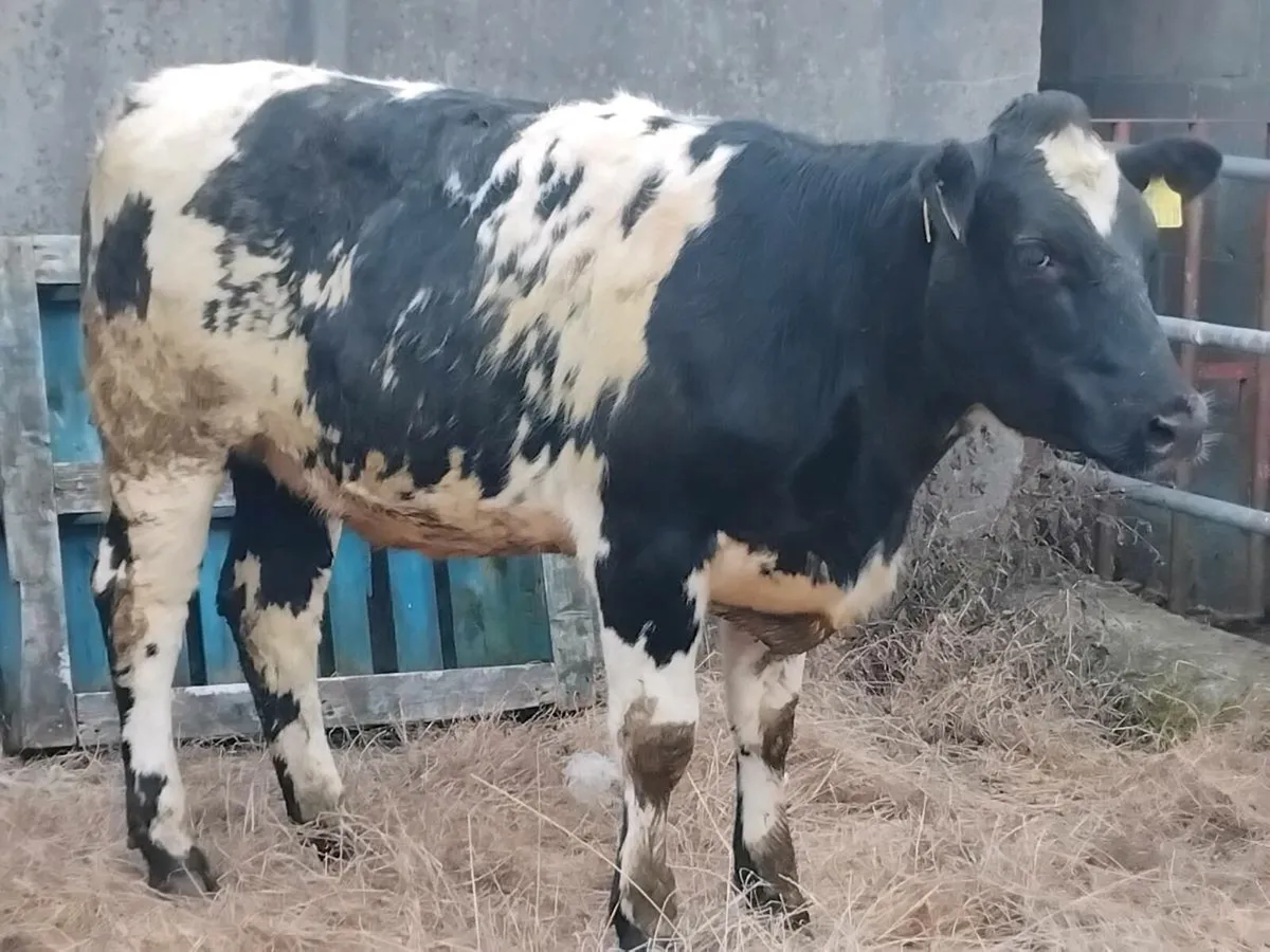 3 Super Breeding Heifers - Image 2