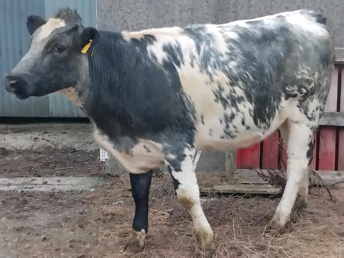 3 Super Breeding Heifers - Image 3