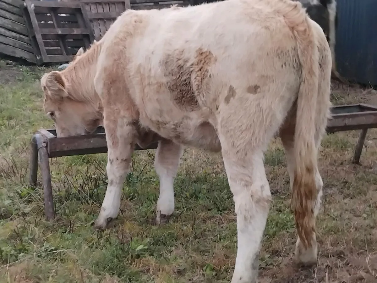 3 Super Breeding Heifers - Image 4