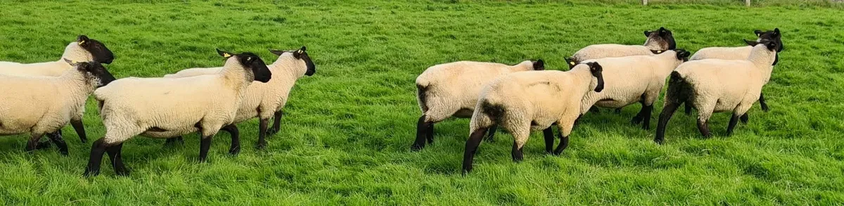 SHEEP HOGGETS - Image 3