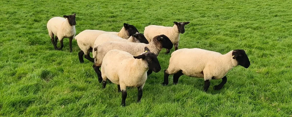SHEEP HOGGETS - Image 4