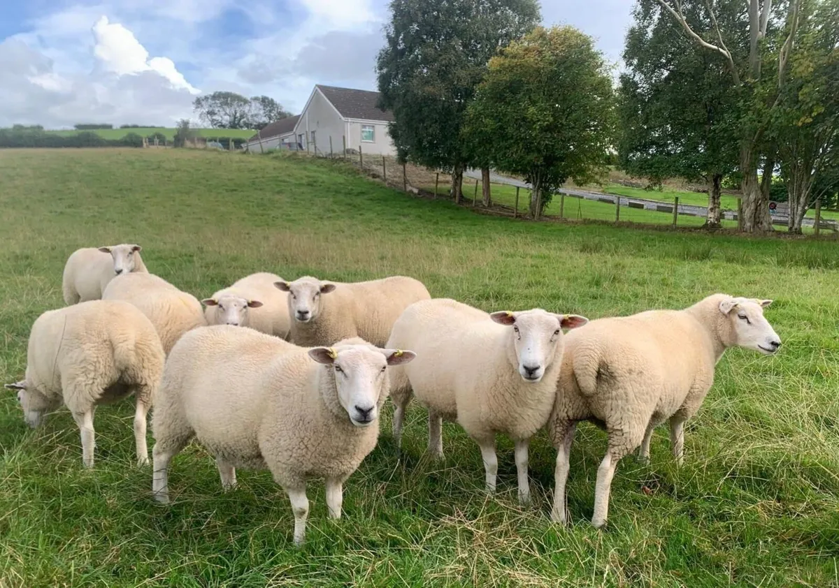 Belclare hoggets - Image 1