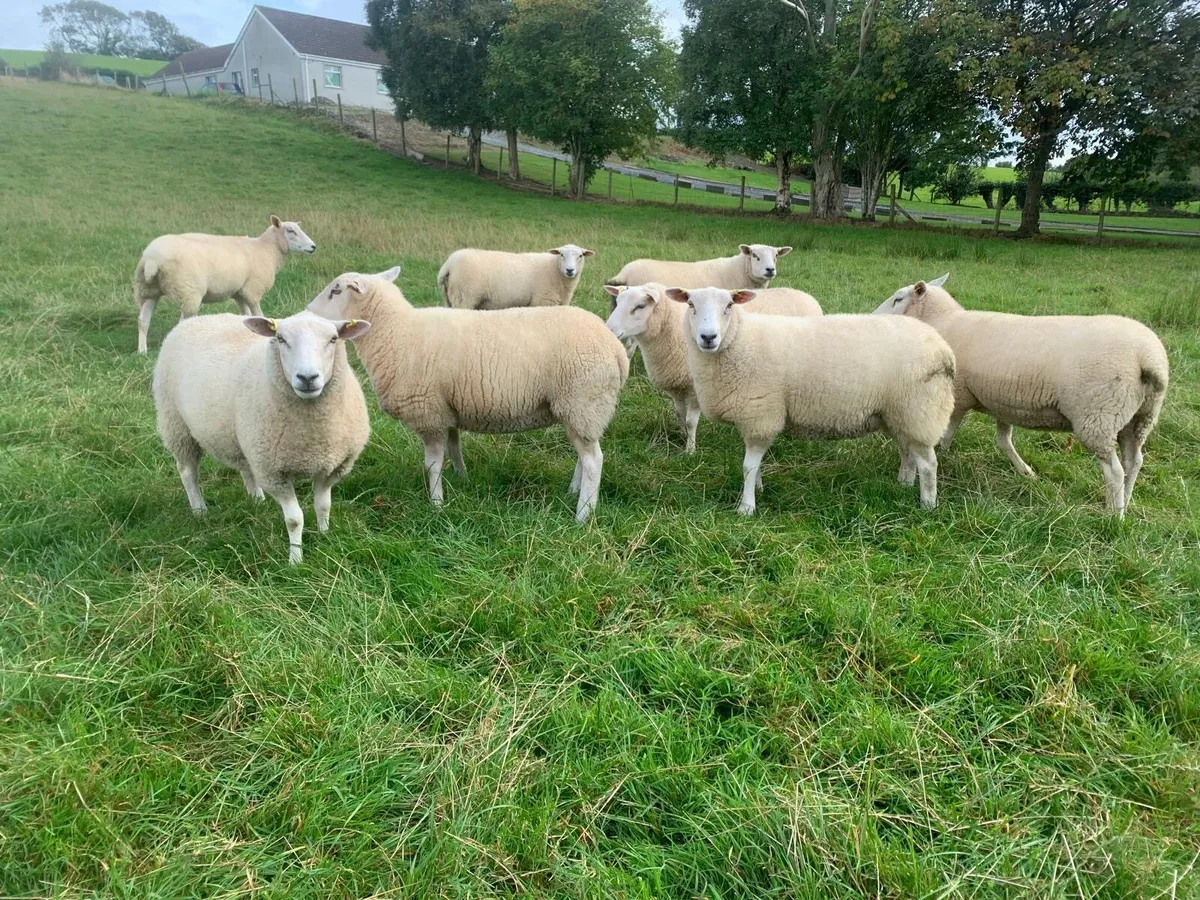 Belclare hoggets - Image 2