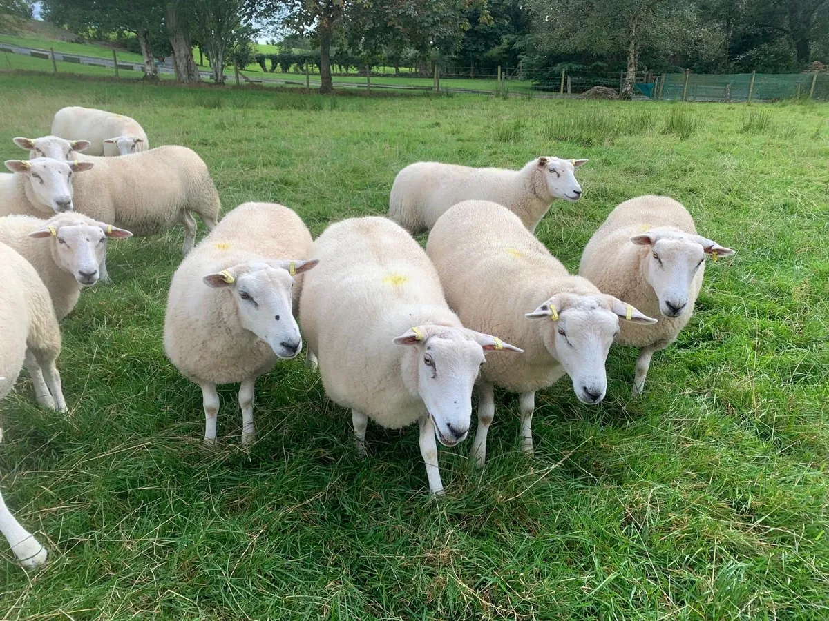 Belclare hoggets - Image 3