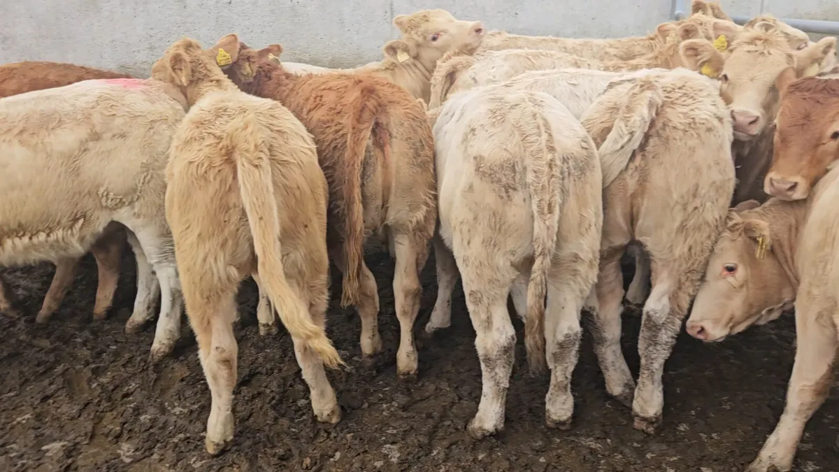 14 Exceptional Heifers - Image 1