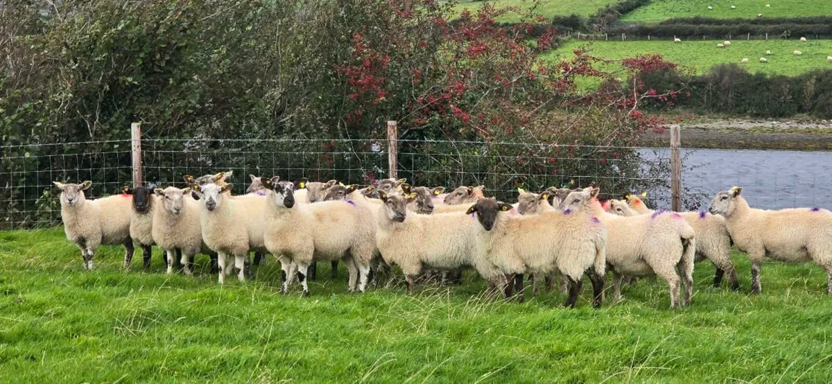 Ewe lambs - Image 1