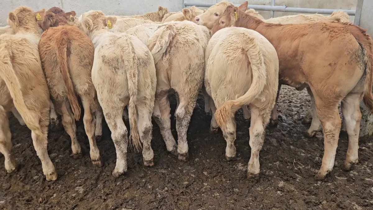 14 Exceptional Heifers - Image 2