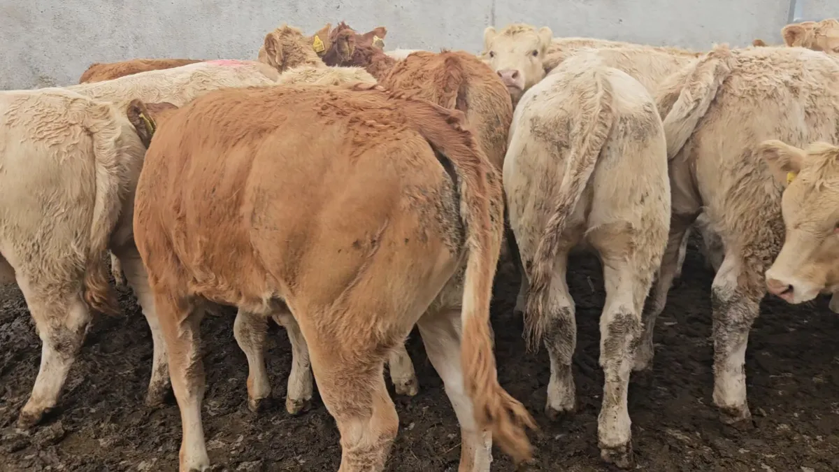 14 Exceptional Heifers - Image 3
