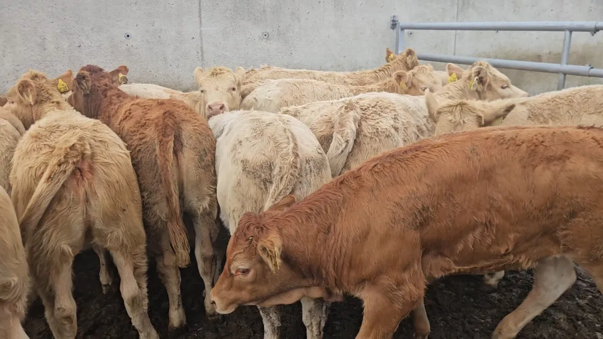 14 Exceptional Heifers - Image 4