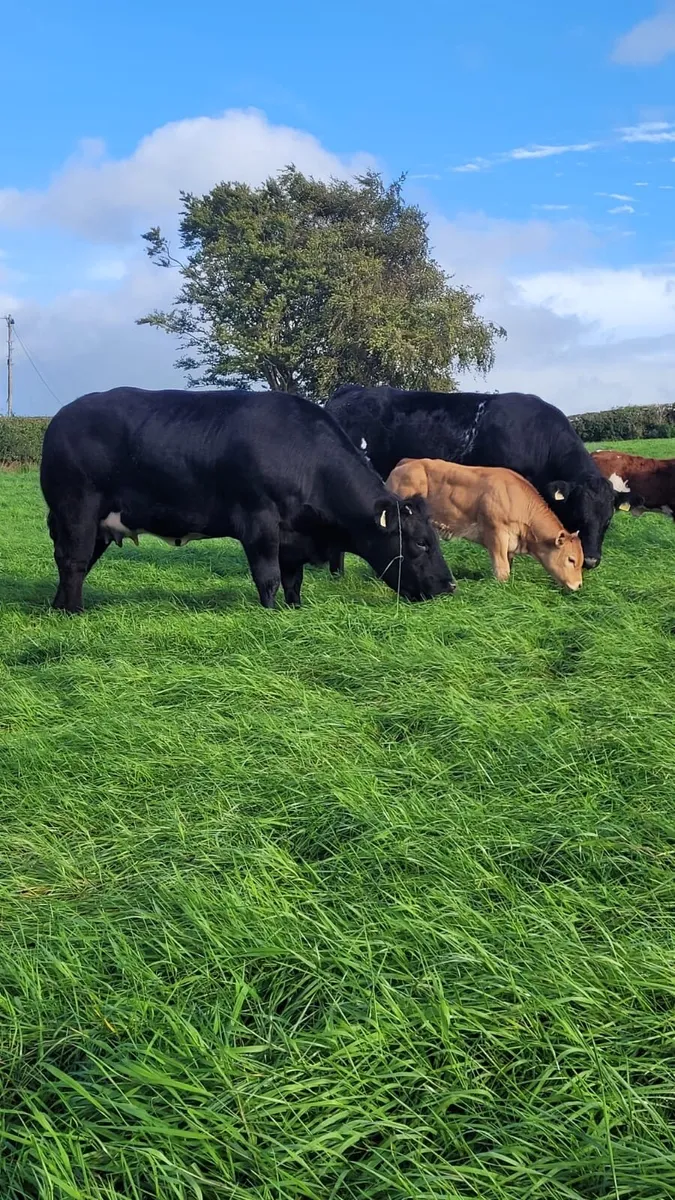 💥 CALVED HEIFERS 💥 - Image 1