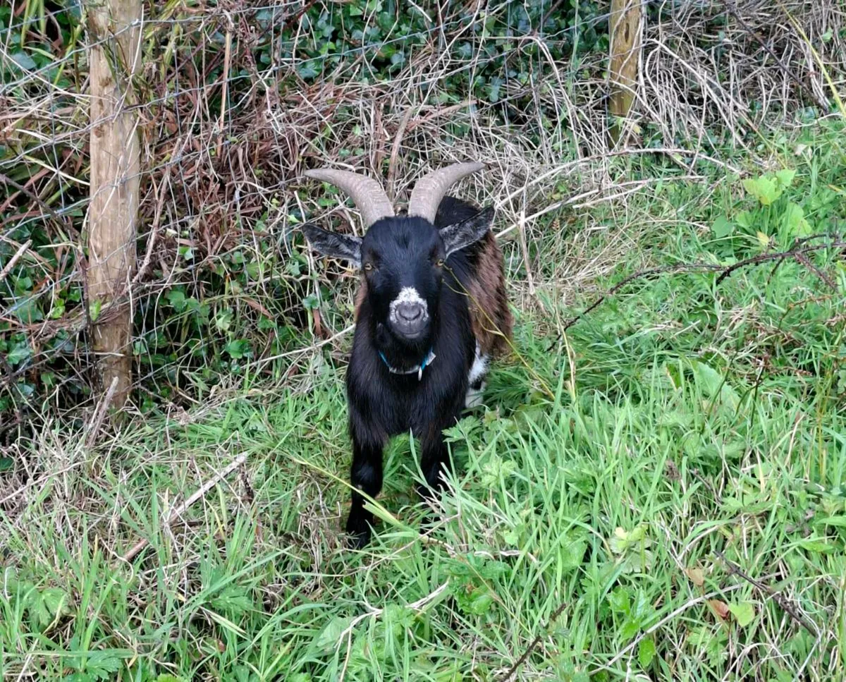 Pygmy cross - Image 3