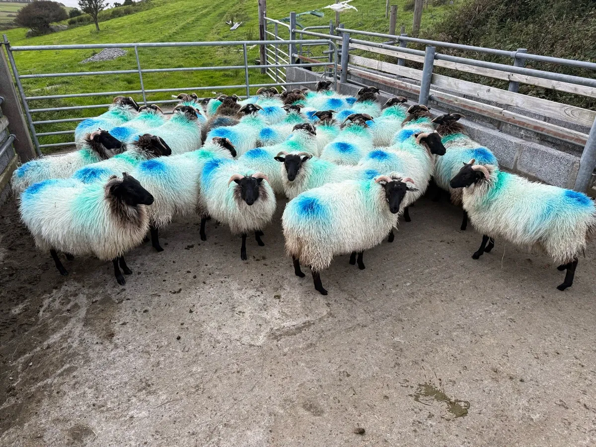 Mayo blackface ewe lambs - Image 1