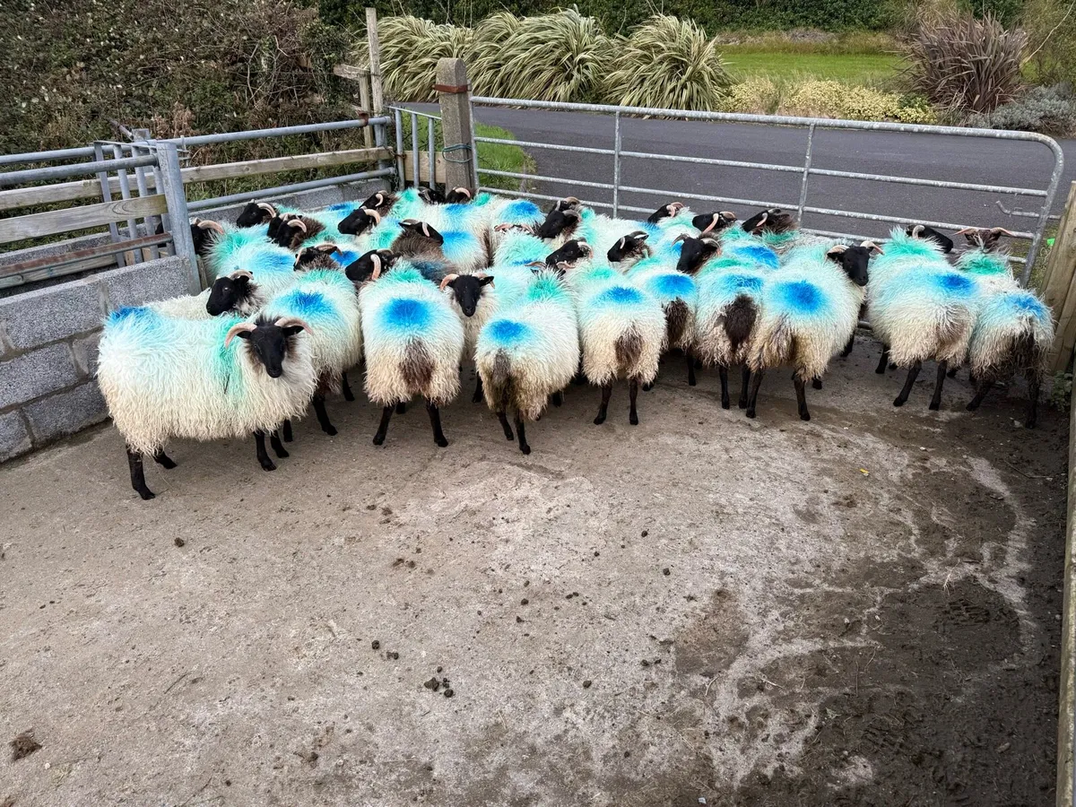 Mayo blackface ewe lambs - Image 2