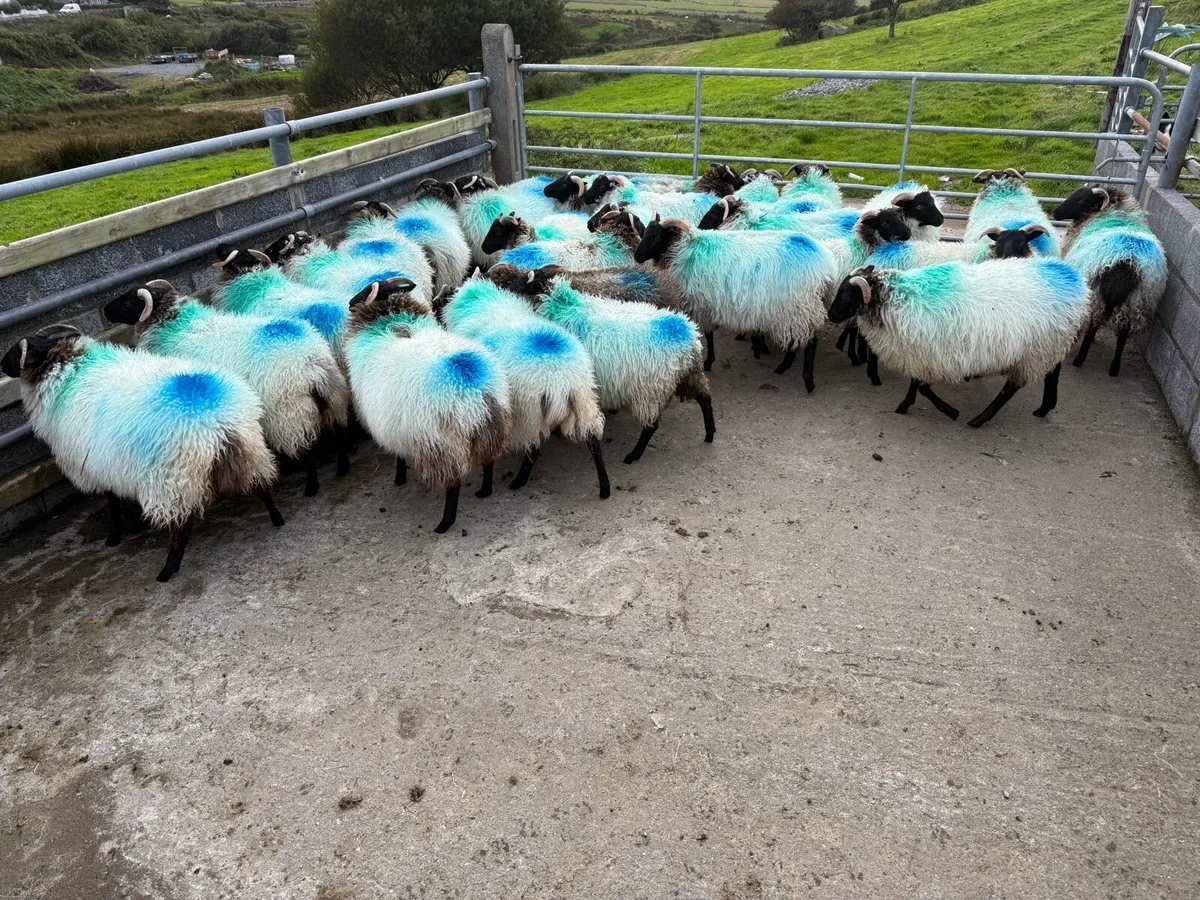 Mayo blackface ewe lambs - Image 3