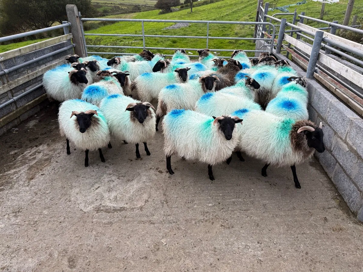 Mayo blackface ewe lambs - Image 4