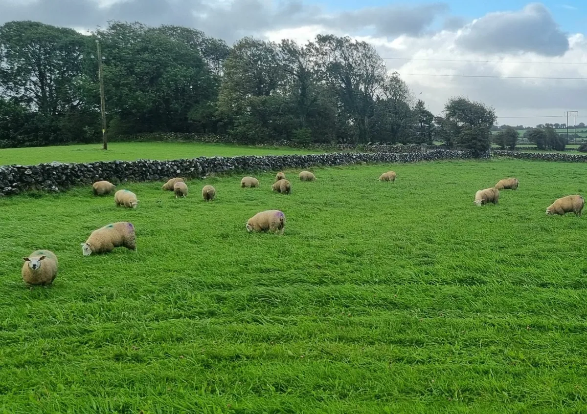 Ewe Lambs