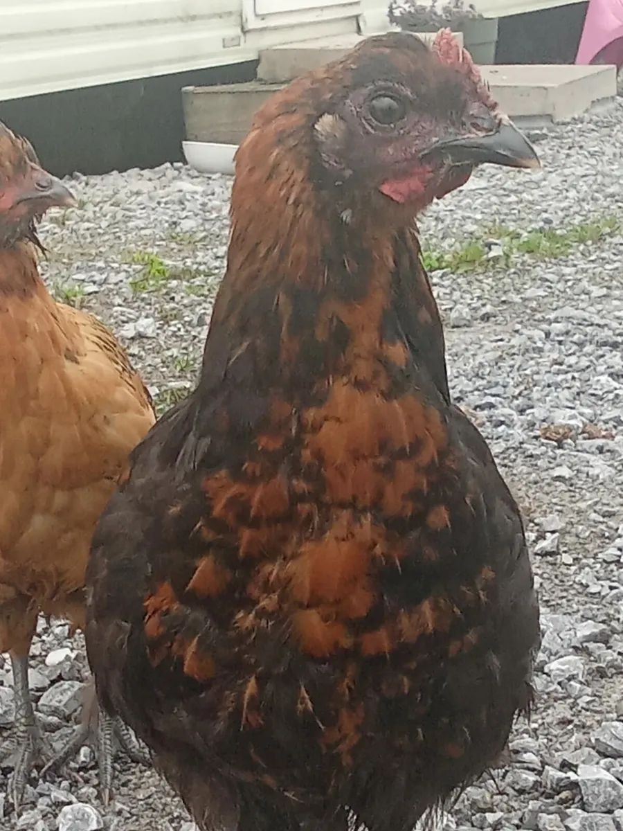 Roosters for sale - Image 1