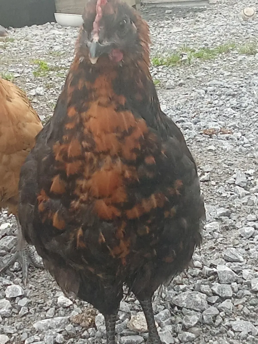 Roosters for sale - Image 2