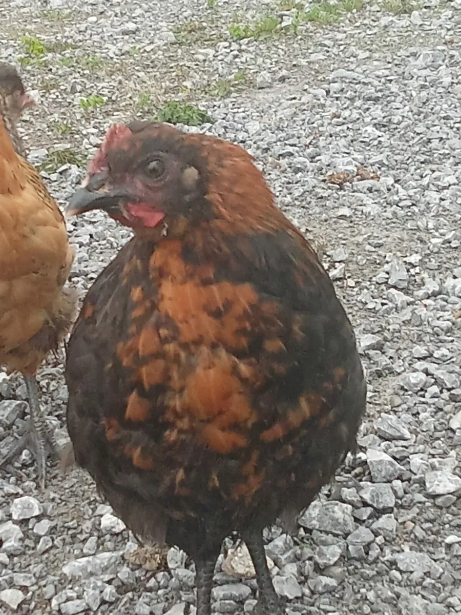 Roosters for sale - Image 3