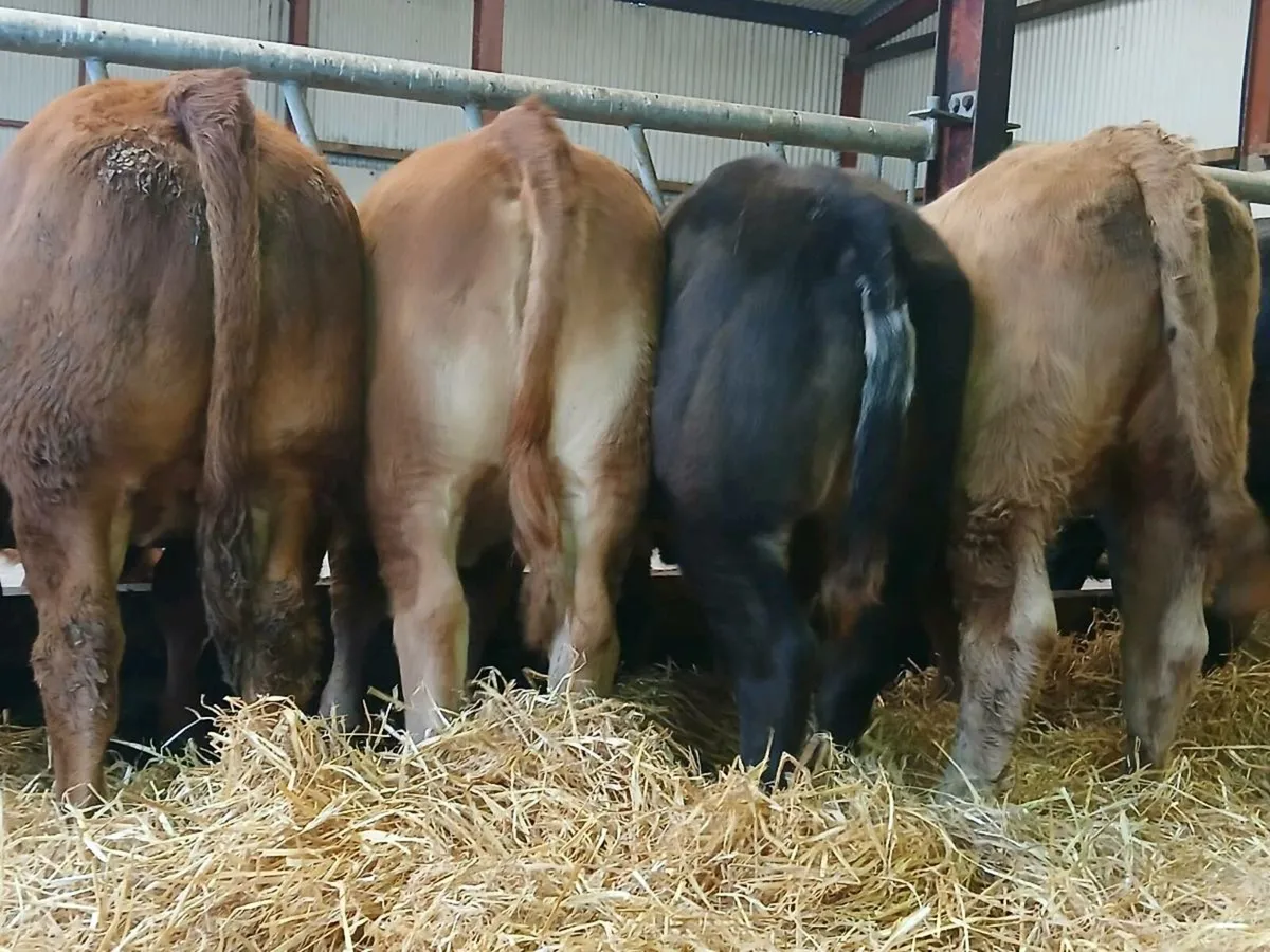 20 Super Heifer Weanlings - Image 1