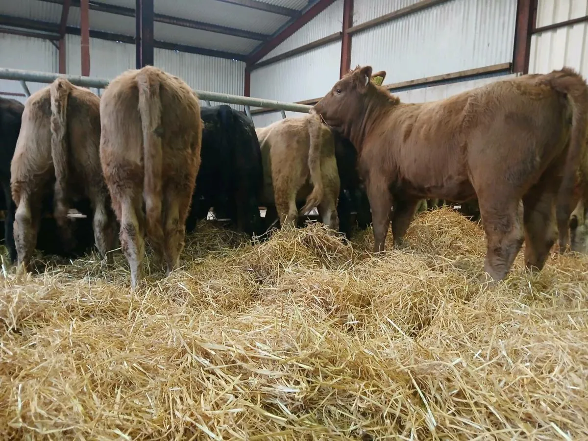 20 Super Heifer Weanlings - Image 4