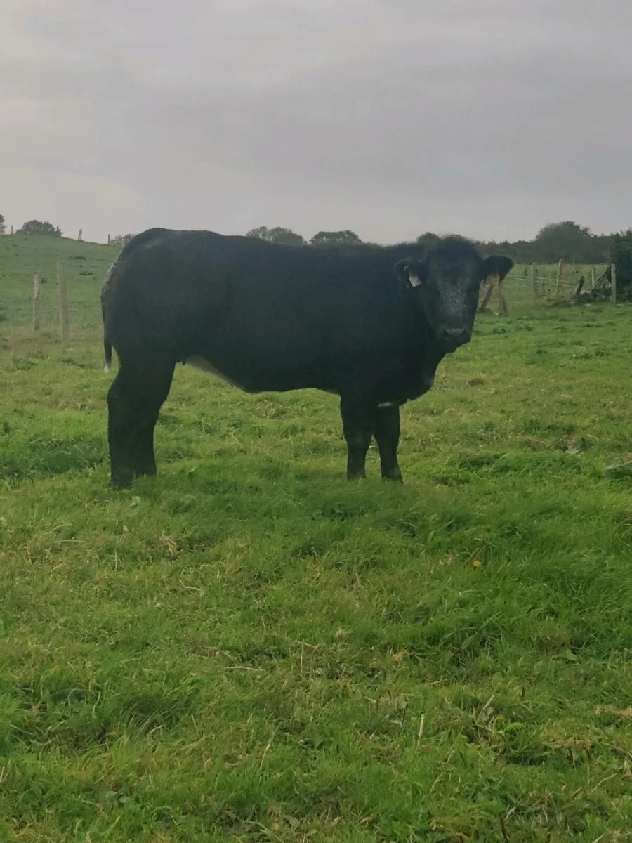 Heifers - Image 2
