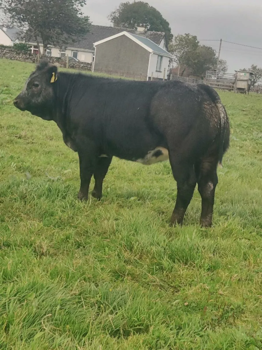 Heifers - Image 3