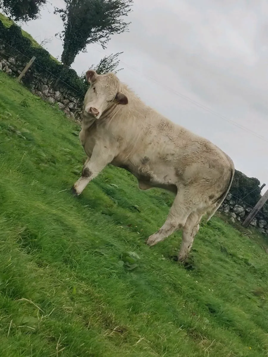 Heifers - Image 4