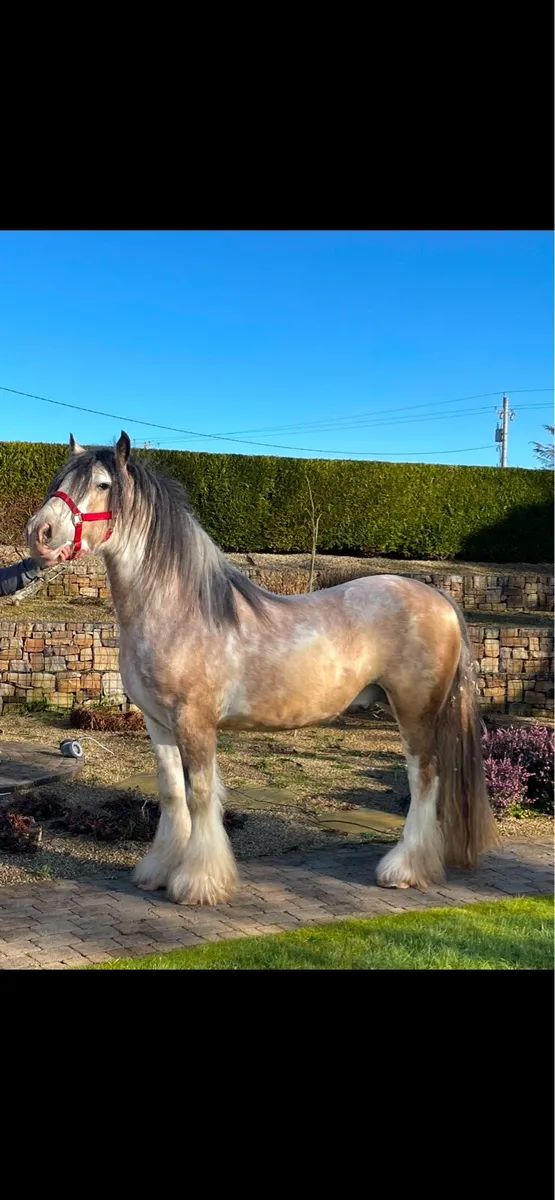 Dun Splashed Stallion - Image 1