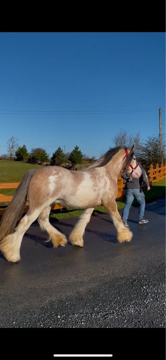Dun Splashed Stallion - Image 2