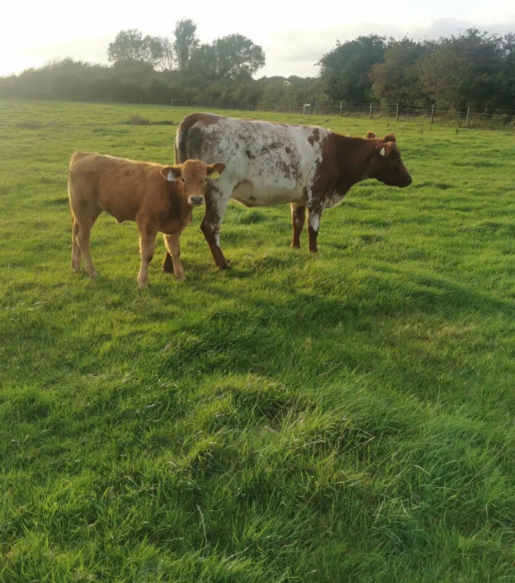 3 Organic Cows with Calves Kingscourt Mart, 18th - Image 2