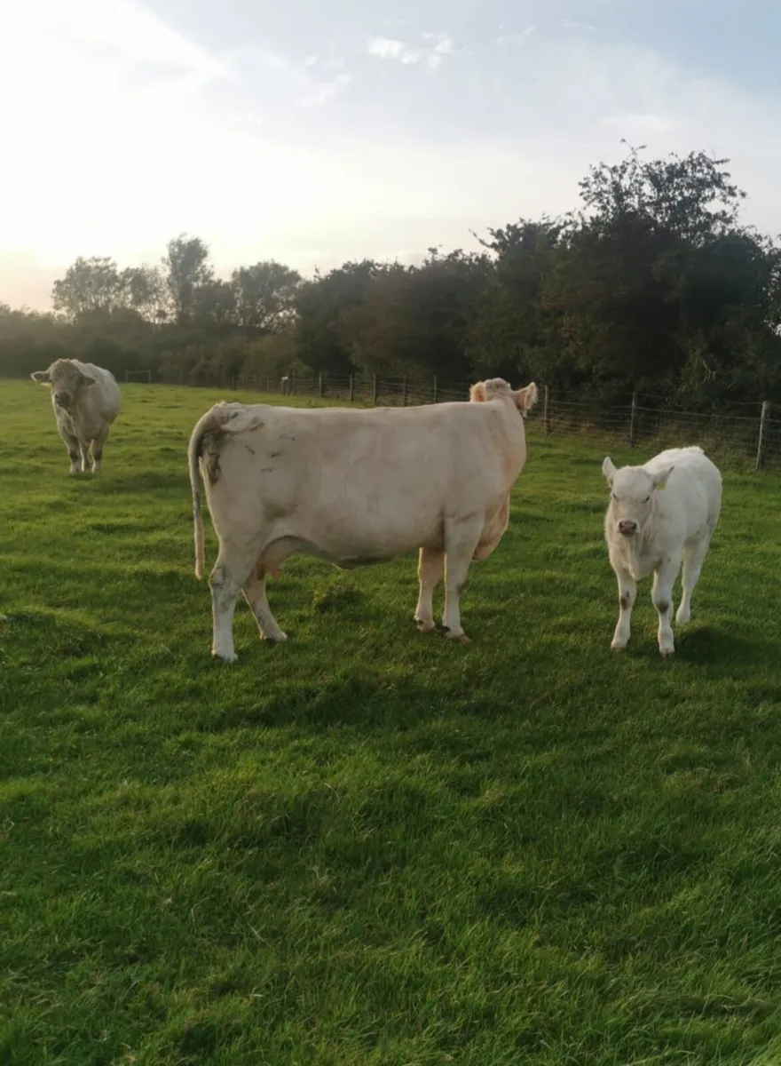 3 Organic Cows with Calves Kingscourt Mart, 18th - Image 3