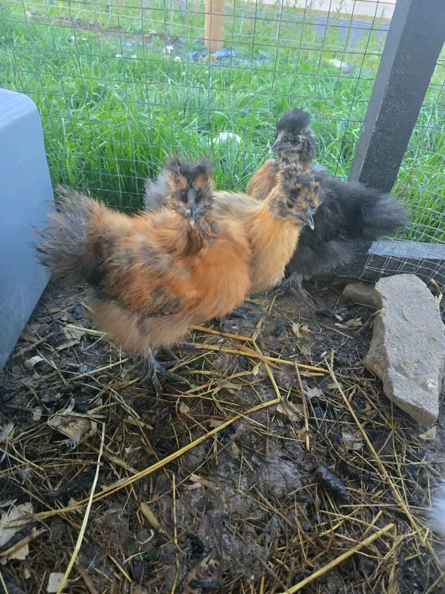 Silkie chicks - Image 3