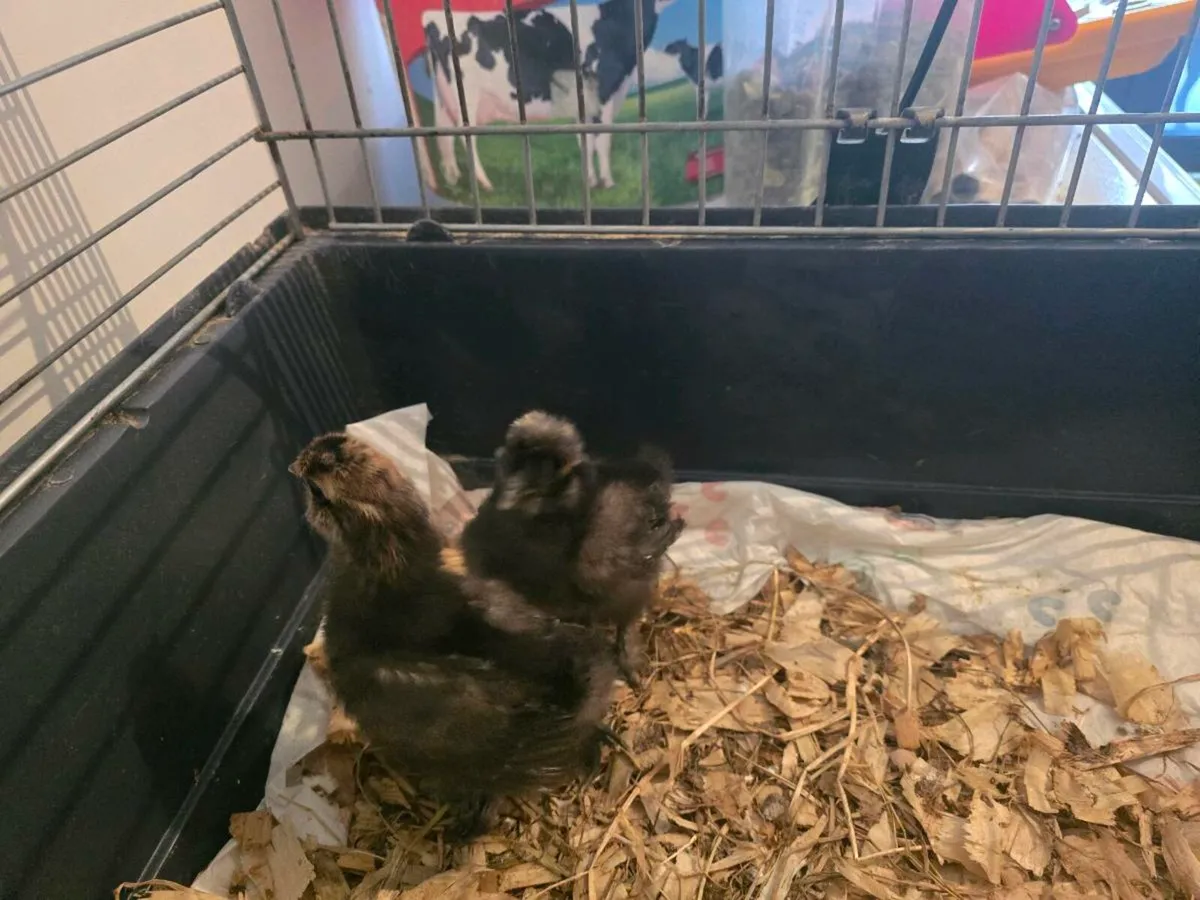 Silkie chicks - Image 4