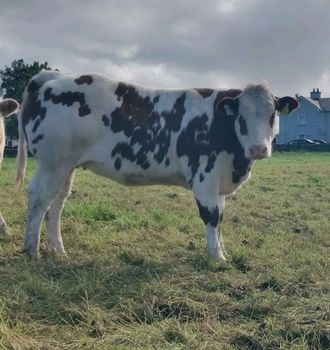 Heifers - Image 1