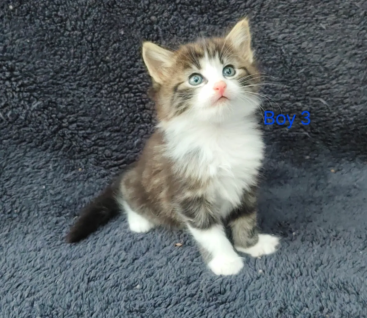 Beautiful 5 Star Kittens - Image 1